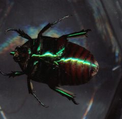 Green Fruit Beetle by Michalchik. Used under a CC BY 3.0 license.