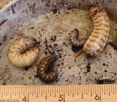 PC180002JuneBeetleLarvae wb by Elf. Used under a CC BY-SA 4.0 license.