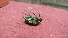 Common Green June Beetle - deceased by Nelson Pavlosky . Used under a CC BY-SA 2.0 license.