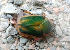 Cotinis nitida - inat 313509967 by {{{name}}}. Used under a CC BY-SA 4.0 license.