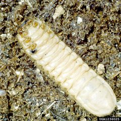 Cotinis nitida larva by Clemson University - USDA Cooperative Extension Slide Series, Bugwood.org. Used under a CC BY 3.0 license.