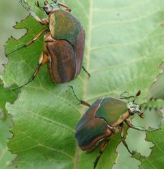Green june beetle2 by Coveredinsevindust at English Wikipedia. Used under a CC BY-SA 3.0 license.