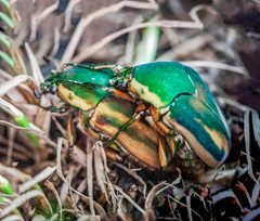Mating Cotinis nitida Green June Beetles by WanderingMogwai. Used under a CC BY-SA 4.0 license.