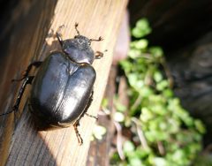 Scarabaeidae Osmoderma eremicola by Sacré Marmotte. Used under a CC BY-SA 4.0 license.
