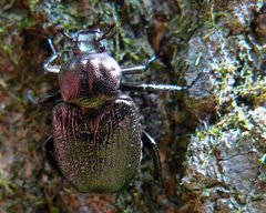 Osmoderma scabra by Benny Mazur from Toledo, OH. Used under a CC BY 2.0 license.