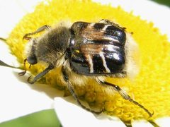 TrichiotinusAffinis by Smidon33. Used under a CC BY-SA 3.0 license.