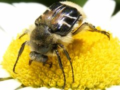 TrichiotinusAffinis1 by Smidon33. Used under a CC BY-SA 3.0 license.