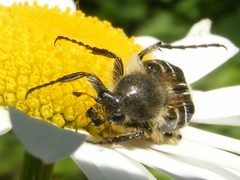 TrichiotinusAffinis2 by Smidon33. Used under a CC BY-SA 3.0 license.
