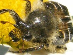 TrichiotinusAffinis5 by Smidon33. Used under a CC BY-SA 3.0 license.