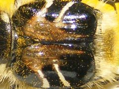 TrichiotinusAffinis6 by Smidon33. Used under a CC BY-SA 3.0 license.