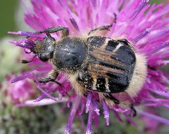 Trichiotinus assimilis by Mike Boone. Used under a CC BY-SA 2.5 license.
