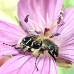 Trichiotinus assimilis 212100294 by Robin Holm. Used under a CC BY-SA 4.0 license.