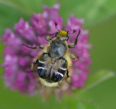 Trichiotinus assimilis 293886772 by Bex Goreham. Used under a CC BY 4.0 license.