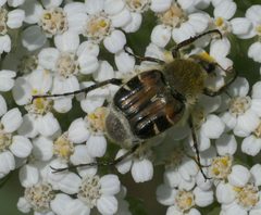 Trichiotinus piger P1050886a by 
xpda. Used under a CC BY-SA 4.0 license.