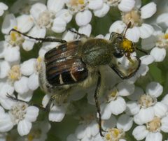 Trichiotinus piger P1050888a by 
xpda. Used under a CC BY-SA 4.0 license.