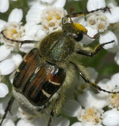 Trichiotinus piger P1050890a by 
xpda. Used under a CC BY-SA 4.0 license.