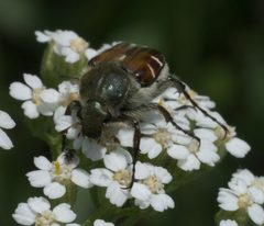 Trichiotinus piger P1050897a by 
xpda. Used under a CC BY-SA 4.0 license.
