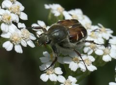 Trichiotinus piger P1050898a by 
xpda. Used under a CC BY-SA 4.0 license.