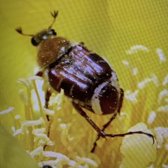 Trichiotinus rufobrunneus by Claire Herzog. Used under a CC BY 4.0 license.