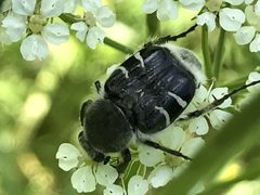 Trichiotinus texanus by iNaturalist user: lanechaffin. Used under a CC0 license.