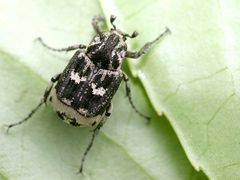 Valgus hemipterus01 by wikipedia. Used under a Attribution license.