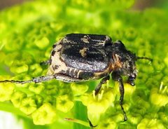 Valgus hemipterus 2 by Jacy Lucier. Used under a CC BY-SA 4.0 license.