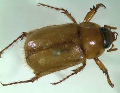 Cyclocephal borealis Adult by Mike Reding &amp; Betsy Anderson, USDA Agricultural Research Service, Bugwood.org. Used under a CC BY-SA 3.0 license.