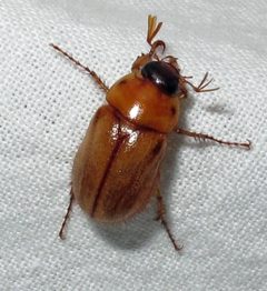 Cyclocephala borealis by Jacy Lucier. Used under a CC BY-SA 4.0 license.