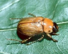 Cyclocephala lurida by Kansas Department of Agriculture, Bugwood.org. Used under a CC BY 3.0 license.