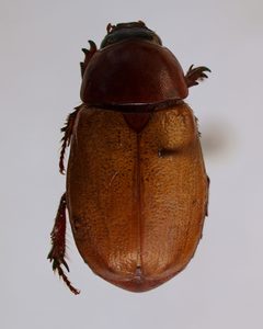 Cyclocephala melanocephala 1 by JohnSka. Used under a CC BY-SA 3.0 license.