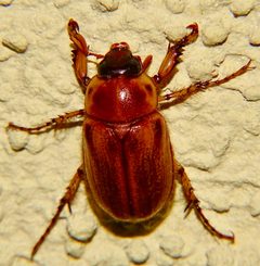Cyclocephala pasadenae by Jesse Rorabaugh. Used under a CC BY 4.0 license.