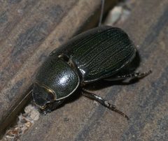 Dyscinetus morator P1280721a by 
xpda. Used under a CC BY-SA 4.0 license.