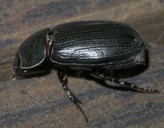 Dyscinetus morator P1280722a by 
xpda. Used under a CC BY-SA 4.0 license.