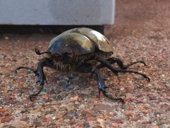 Beetle in Pine AZ by Alan Levine from Strawberry, United States. Used under a CC BY 2.0 license.