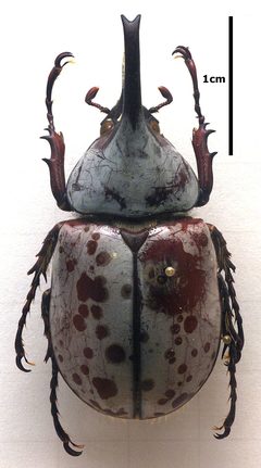 Dynastes.granti.mounted by Sarefo. Used under a CC BY-SA 3.0 license.