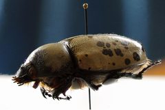 Dynastes granti f by JohnSka. Used under a CC BY-SA 3.0 license.