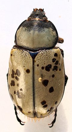 Dynastes granti f2 by JohnSka. Used under a CC BY-SA 3.0 license.