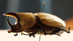 Dynastes granti m by JohnSka. Used under a CC BY-SA 3.0 license.