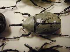 Insect Safari - beetle 25A by Joe Mabel. Used under a CC BY-SA 3.0 license.