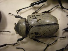 Insect Safari - beetle 43 by Joe Mabel. Used under a CC BY-SA 3.0 license.