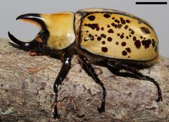 Dynastes tityus SC by David Hill. Used under a CC BY 2.0 license.