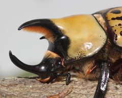Dynastes tityus SC 2 by David Hill. Used under a CC BY 2.0 license.