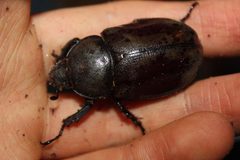 Dynastes tityus adult female North Carolina by Happy1892. Used under a CC BY-SA 4.0 license.