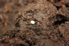 Dynastes tityus egg North Carolina by Happy1892. Used under a CC BY-SA 4.0 license.