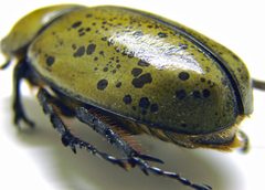 Dynastes tityus female 1 by Matt Reinbold from Bismarck, ND, USA. Used under a CC BY-SA 2.0 license.