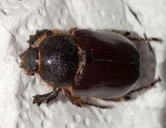 Megasoma sleeperi by Bob Miller. Used under a CC BY 4.0 license.