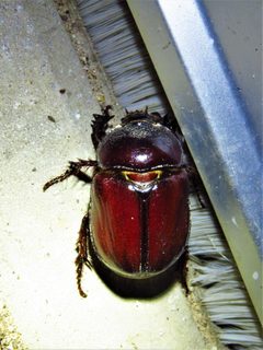 Strategus aloeus 133056065 by Annika Lindqvist. Used under a CC BY 4.0 license.