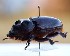 Strategus aloeus f by JohnSka. Used under a CC BY-SA 3.0 license.