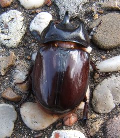 Strategus aloeus male 4 sjh by Shawn Hanrahan. Used under a CC BY-SA 2.5 license.