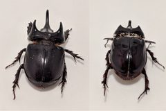 Strategus aloeus males major and minor by Kajmana. Used under a CC BY-SA 4.0 license.